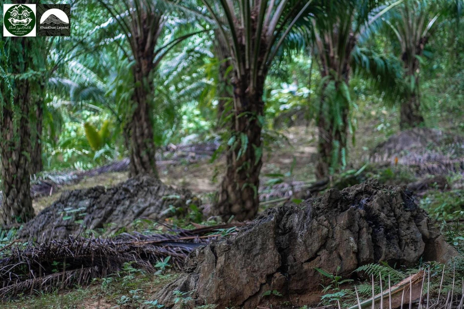 Вілла Khaosok Legend Khao Sok National Park Екстер'єр фото